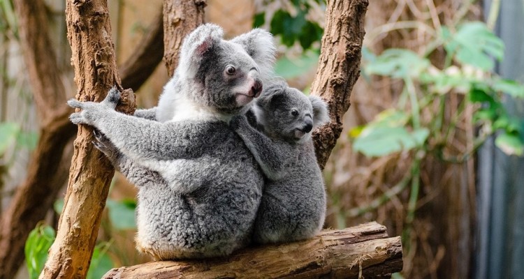 WWF: Il koala rischia l'estinzione