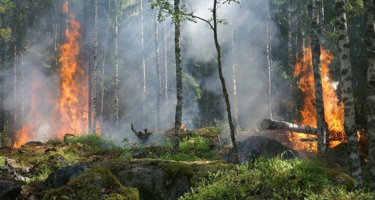 Greenpeace: i cambiamenti climatici aggravano il fenomeno degli incendi in Italia