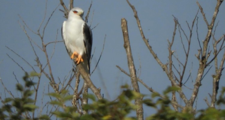 WWF: all'Oasi di Burano avvistato un rarissimo Nibbio bianco 