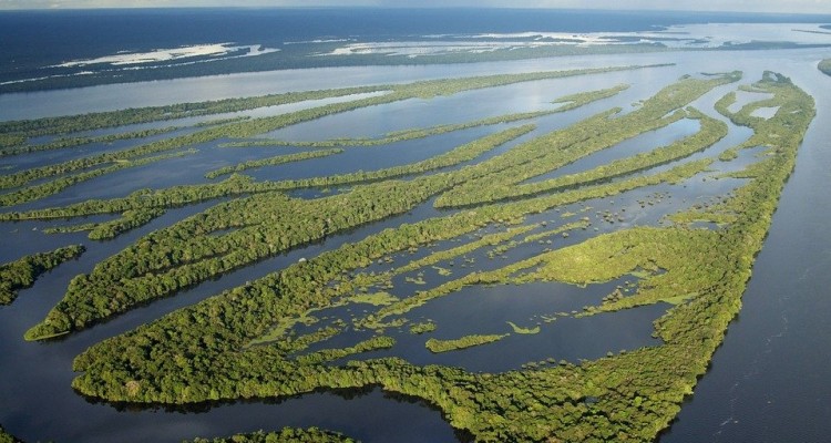 WWF: l'Amazzonia è a rischio "estinzione"