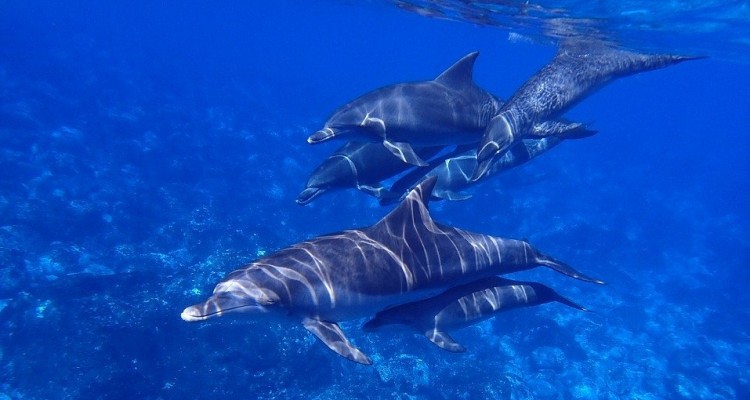 Greenpeace: nel Santuario dei Cetacei balene e delfini minacciati da plastica, pesca e traffico marittimo