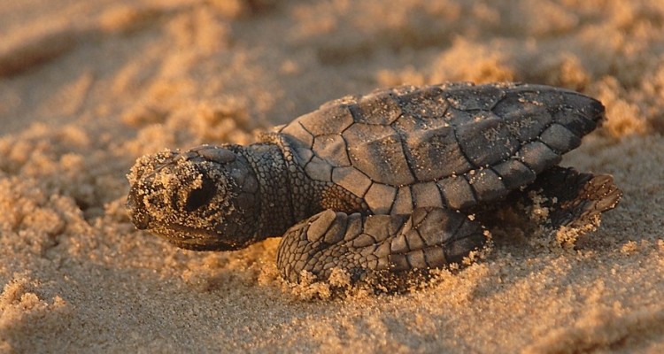 WWF: 60 nidi di tartaruga marina protetti dai volontari in Sicilia