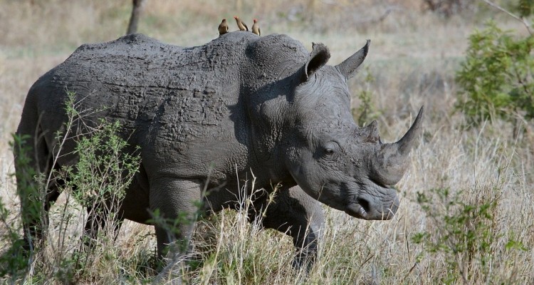 WWF: 13 rinoceronti neri nati grazie a un progetto di reintroduzione in Malawi