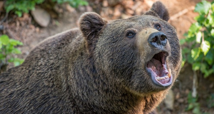 Orso M49, il Ministro Costa invia controlli 