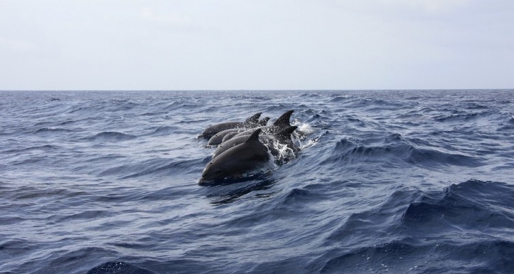 Sardegna: al via progetto per la protezione dei cetacei nel Canyon di Caprera