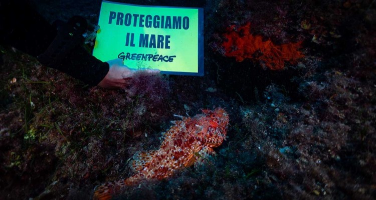 Greenpeace: la rete “Mare caldo” si espande a 4 nuove aree