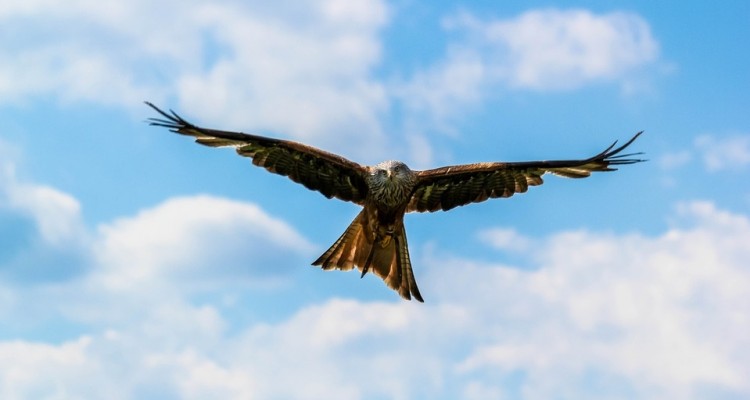 Istituire l'Aquila Day, il giorno dedicato alla "Bonelli"