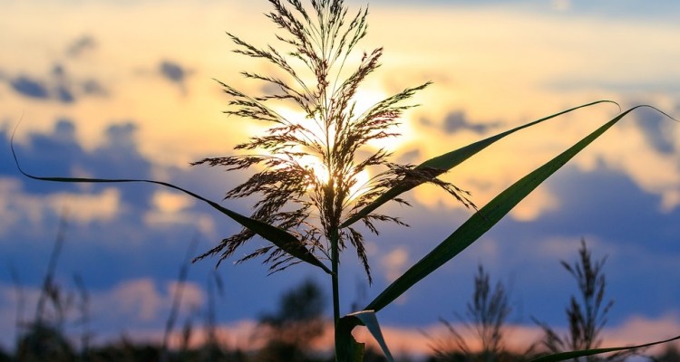 Ue: 280 milioni di euro per progetti in materia di ambiente, natura e azione per il clima