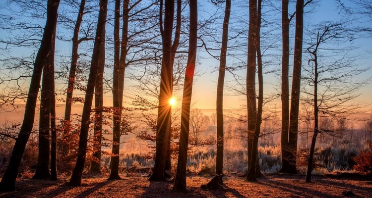 Greenpeace: le foreste dell'UE con gestione diversa potrebbero assorbire doppio anidride carbonica