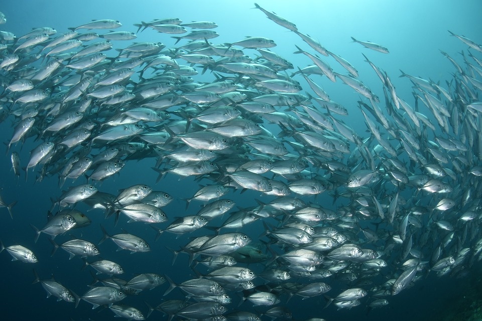 Ambiente: nuovo record nel 2020 per il riscaldamento degli oceani