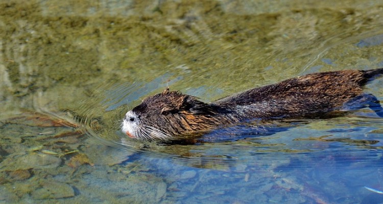 WWF: in provincia di Verona sparso mais avvelenato, è strage di animali protetti