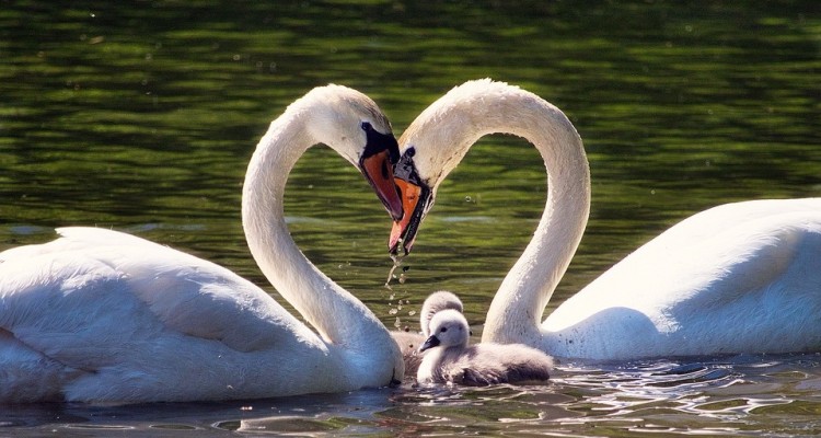 San Valentino, WWF: sempre più difficile l'amore tra animali, spesso per colpa dell'uomo