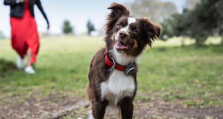 Vodafone lancia il nuovo Curve Pet tracker pack, il localizzatore GPS per gli animali domestici