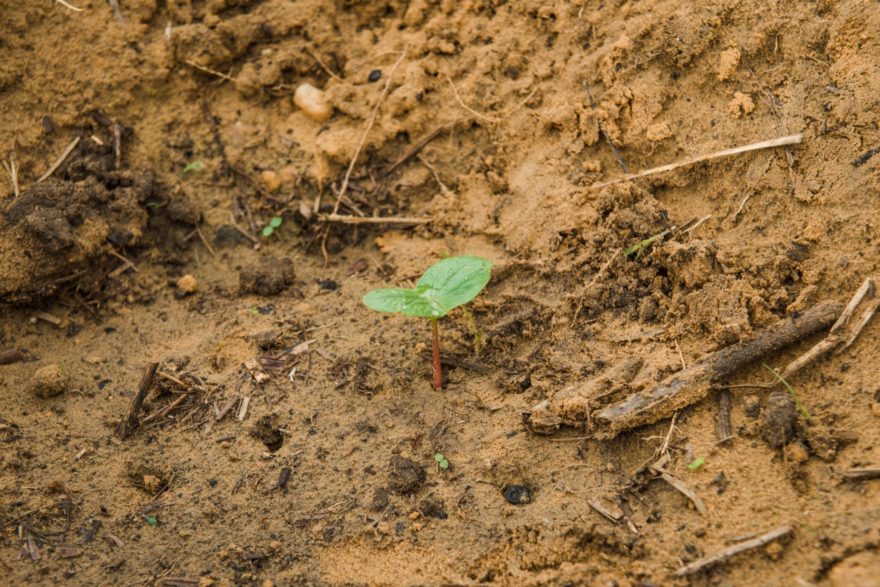 début de germination du champ de ricin à mboukou catrep