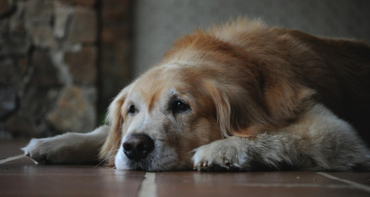 Quando il cane diventa anziano, ecco cosa bisogna sapere