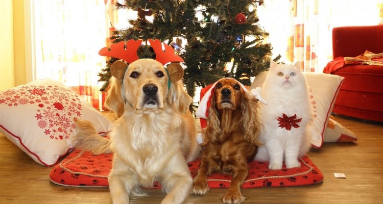 Natale: regali sotto l'albero per oltre il 62% di cani e gatti