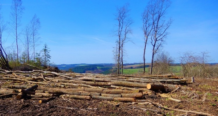 WWF: consumi UE minacciano ecosistemi cruciali per la lotta al cambiamento climatico