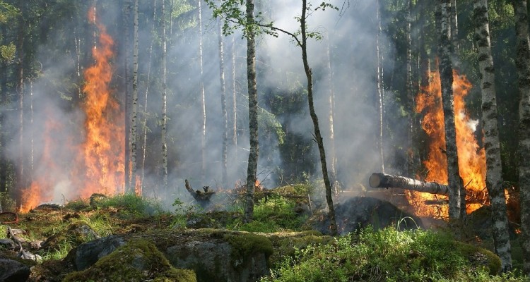 Incendi, Coldiretti: quadruplicano i boschi in fiamme da inizio anno