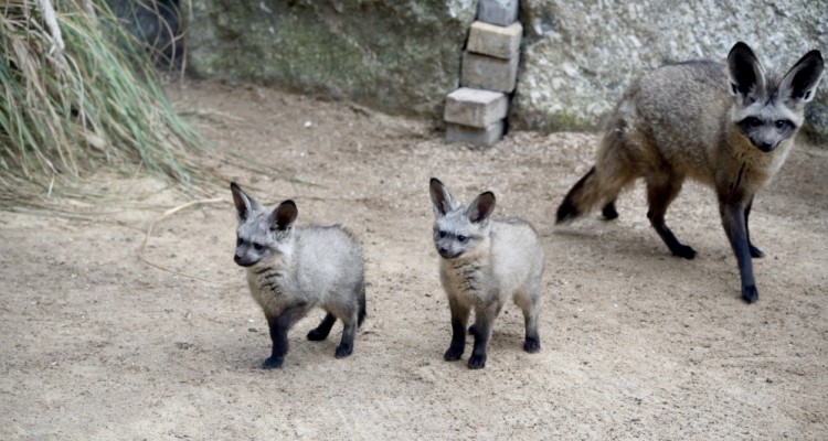 Il Parco Faunistico Le Cornelle riapre i cancelli il 19 febbraio