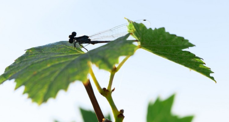 In Toscana e Sicilia la viticoltura biologica della famiglia Moretti Cuseri