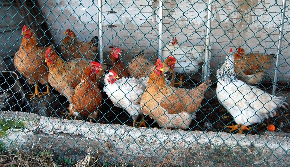 Studio Università di Berna: galline con ossa rotte negli allevamenti