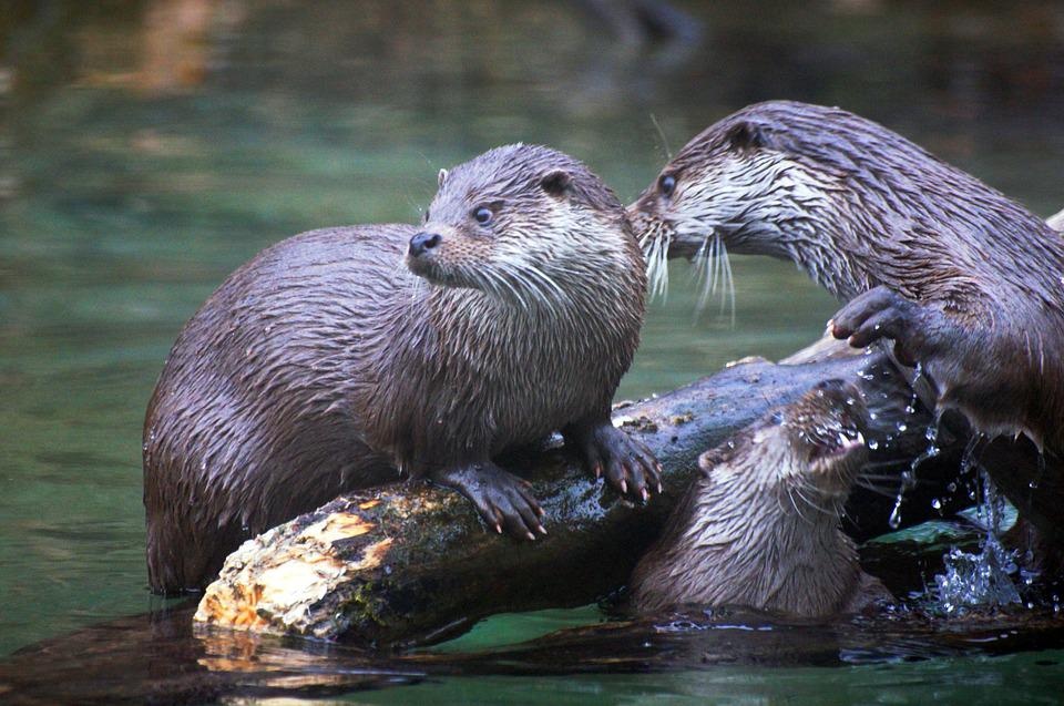 Il 25 maggio è la Giornata Mondiale della Lontra