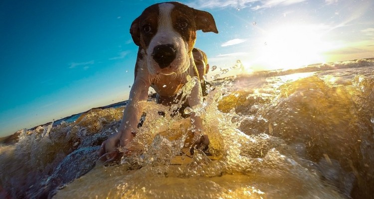 Una vacanza outdoor con i nostri amici a quattro zampe