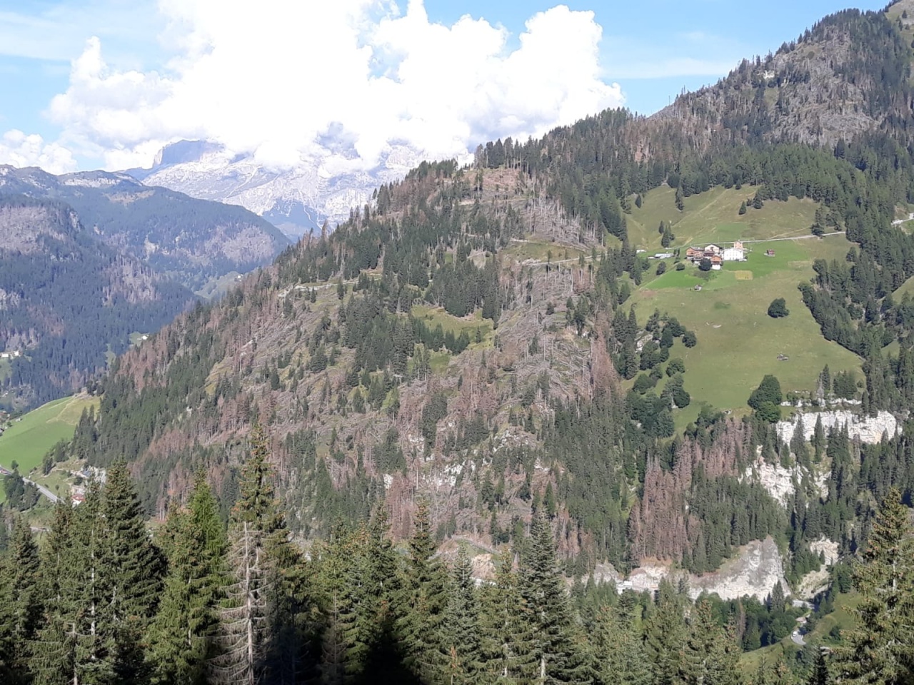 A quattro anni dalla tempesta Vaia, il Col di Lana (BL) rinasce con il progetto Ancora Natura   