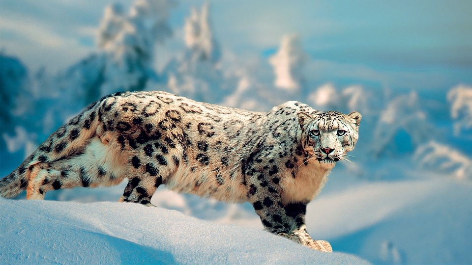 Leopardo delle nevi: cambiamento climatico sta riducendo terribilmente il suo habitat