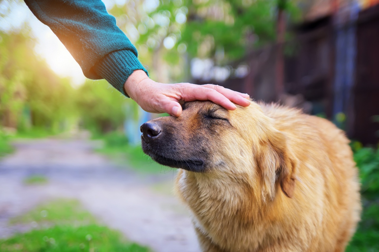 A San Valentino "Moltiplica l'amore" con l'adozione a distanza di un cane anziano o malato