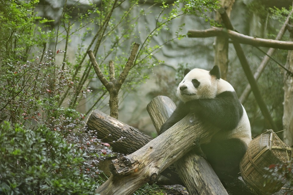 San Faustino, WWF: non tutti gli animali amano la vita di coppia o in branco