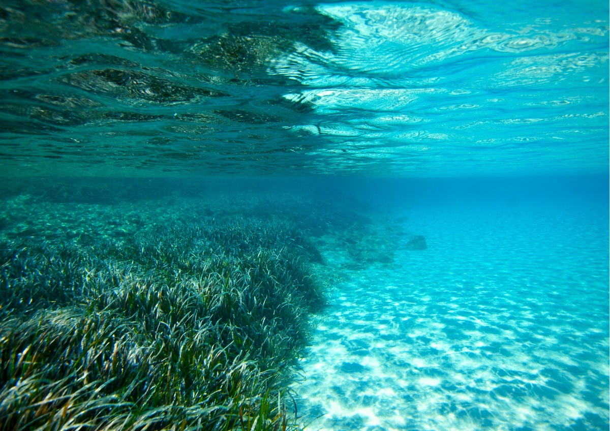 Mediterraneo: cresce il progetto “Riforestazione Marina” di zeroCO2 e Worldrise Onlus