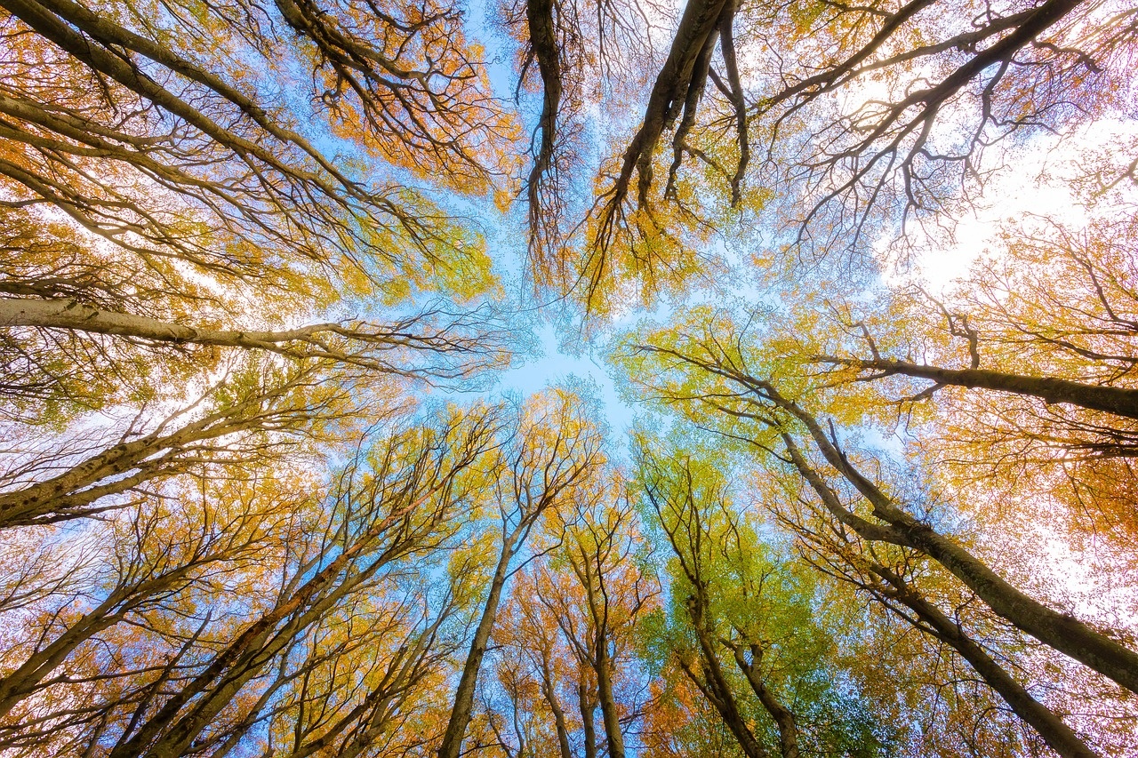 Il Ministro Pichetto nella Giornata Mondiale dell’Ambiente: conservare, adattare e mitigare per una Terra in equilibrio