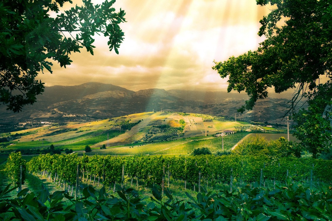 Nella stagione estiva i vini dell’Alto Adige sono esperienza