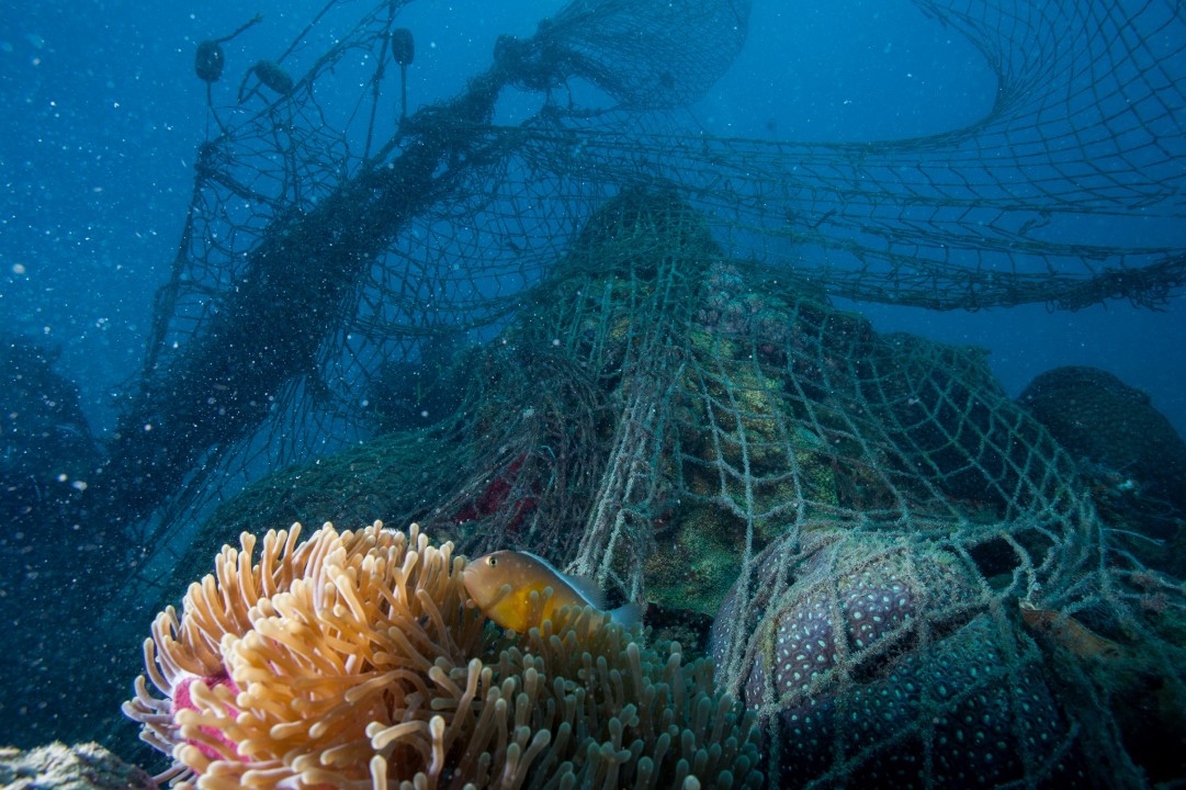 Novotel annuncia una partnership con il WWF per la protezione degli oceani