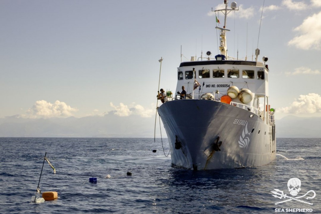 È iniziata la Campagna SISO7 di Sea Shepherd in difesa del Mar Tirreno