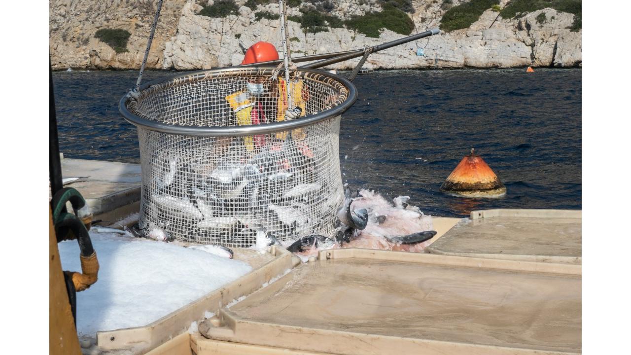 Benessere dei pesci: forte interesse dei cittadini europei per garantire più tutele