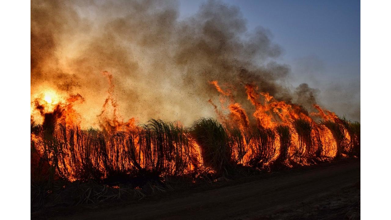 Copernicus: grandi incendi boschivi colpiscono Russia e Nord America a inizio estate boreale