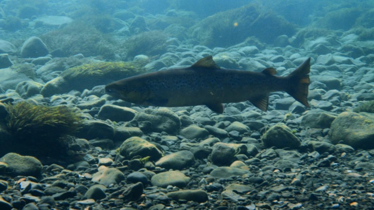 La maggioranza degli islandesi si oppone agli allevamenti di salmoni