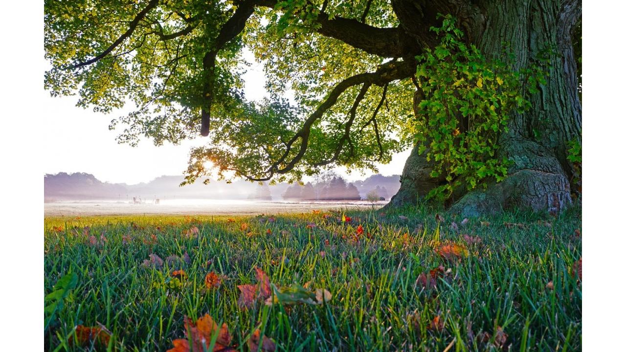 Alberi in Cammino: dal 24 agosto al 28 settembre la 4° edizione