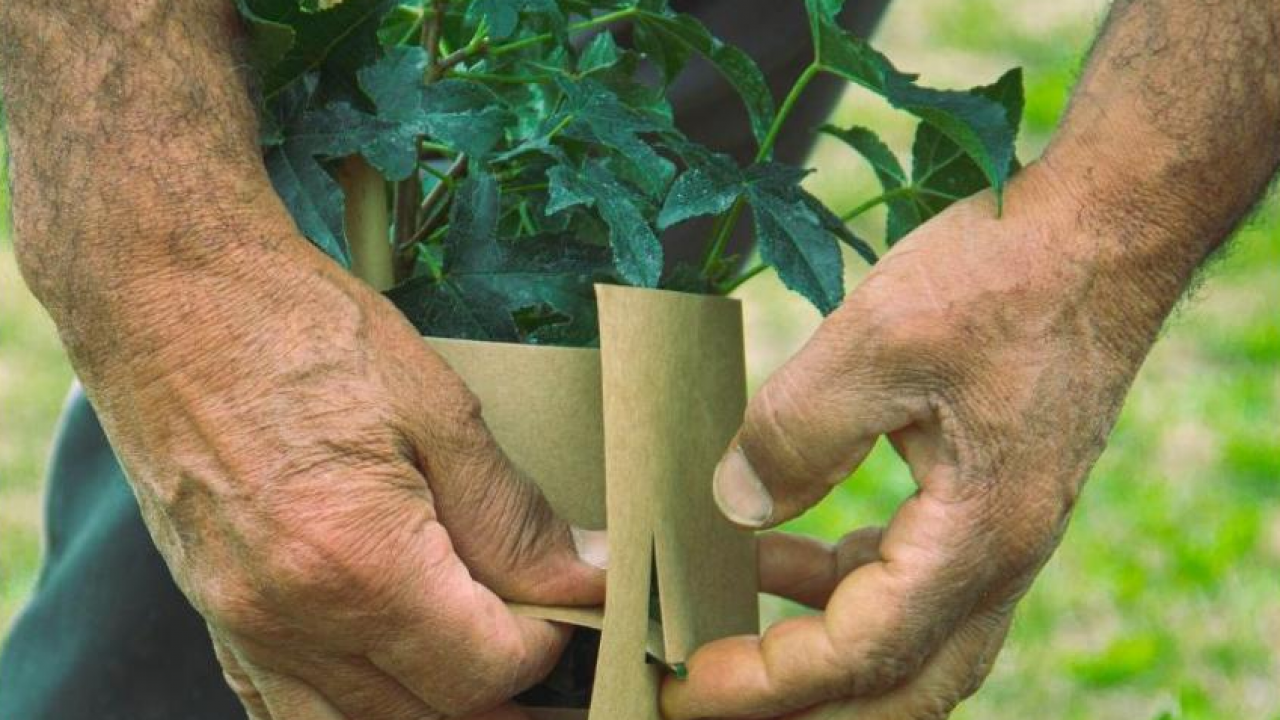 Parma sempre più green: KilometroVerdeParma punta a 100mila alberi