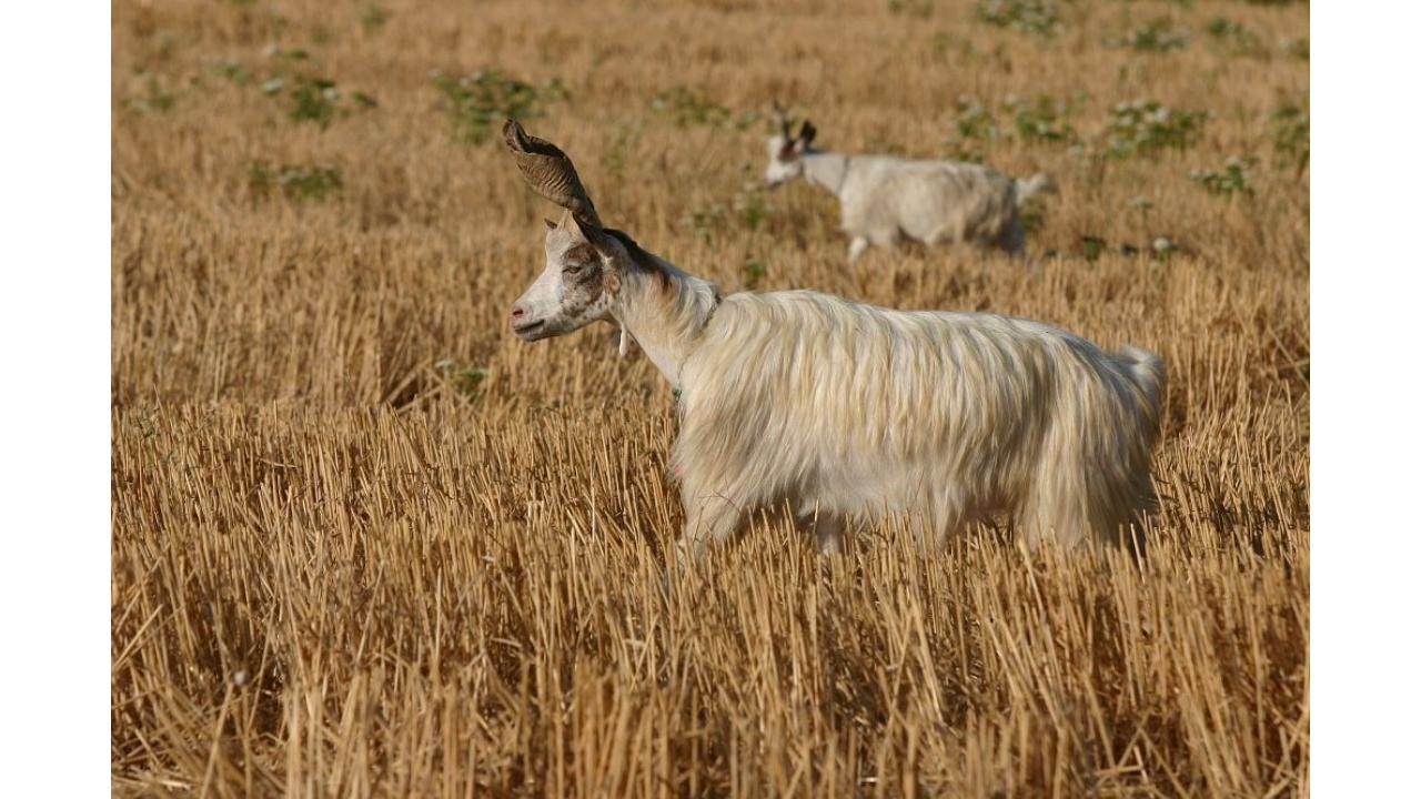 In Sicilia mesi senza pioggia, a rischio le razze autoctone Presidio Slow Food