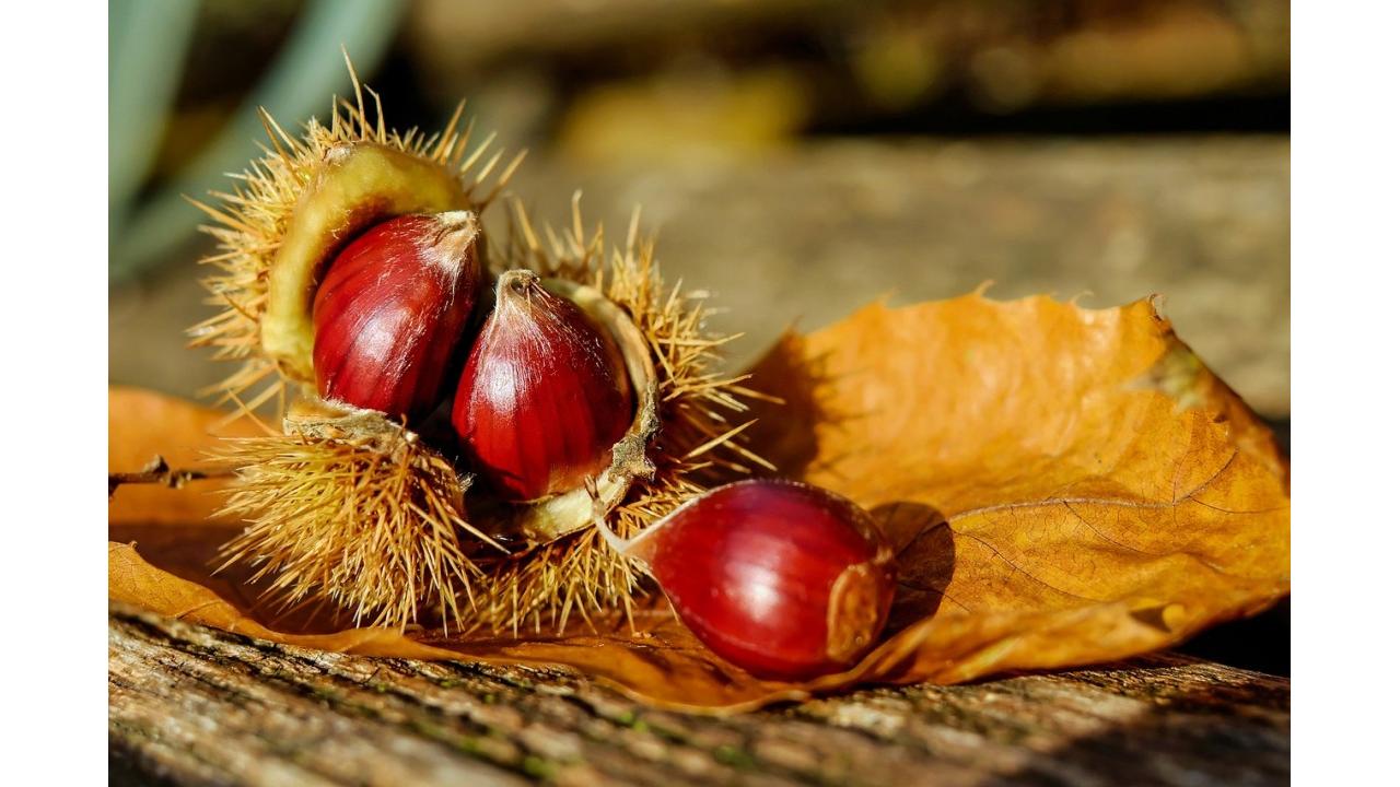 Arriva la “Festa della castagna” nella Regione di Lana in Alto Adige