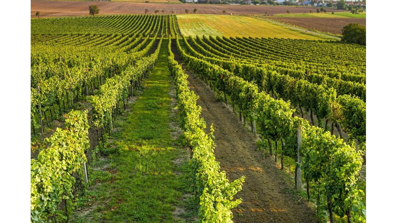 G7 Siracusa: ecco come la Sicilia del vino governa il cambiamento climatico