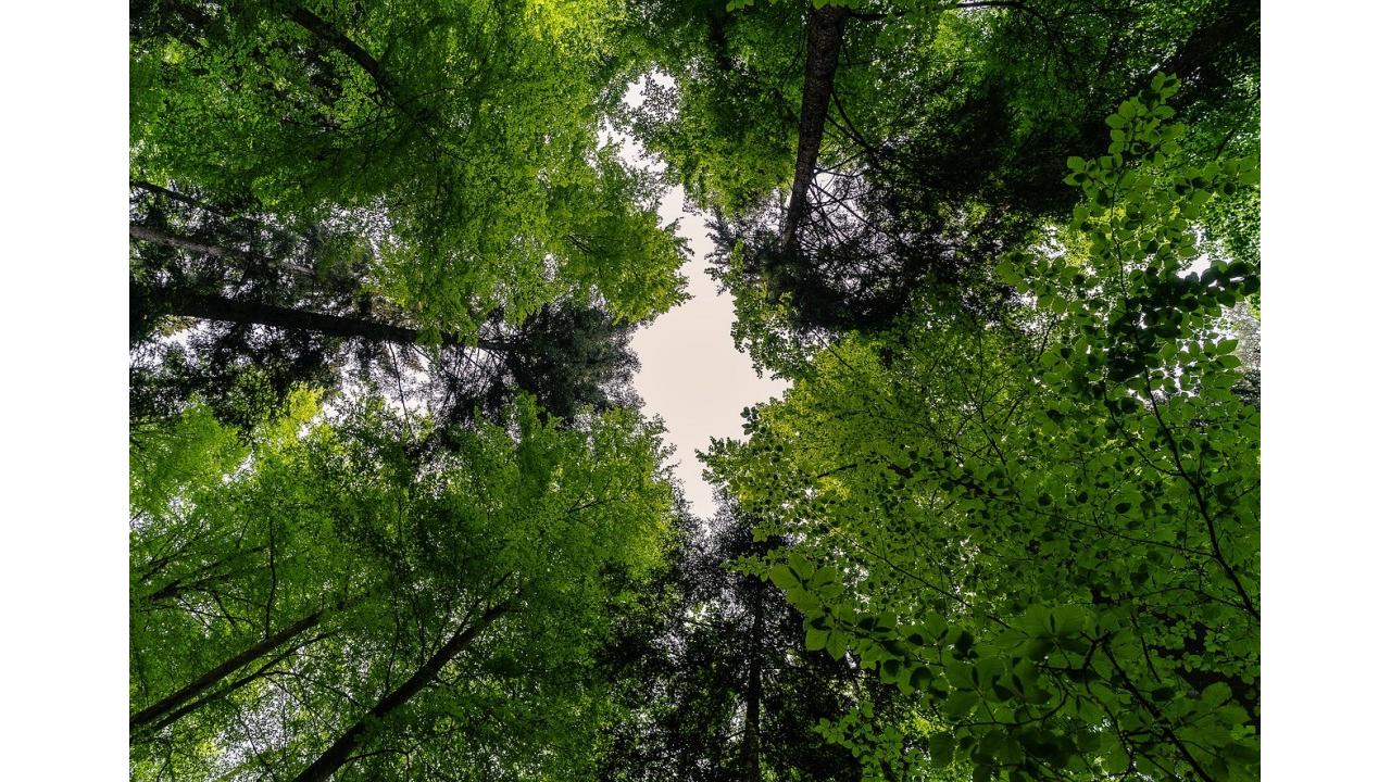 Le foreste all'università: PEFC premia le tesi di laurea su gestione e certificazione forestale