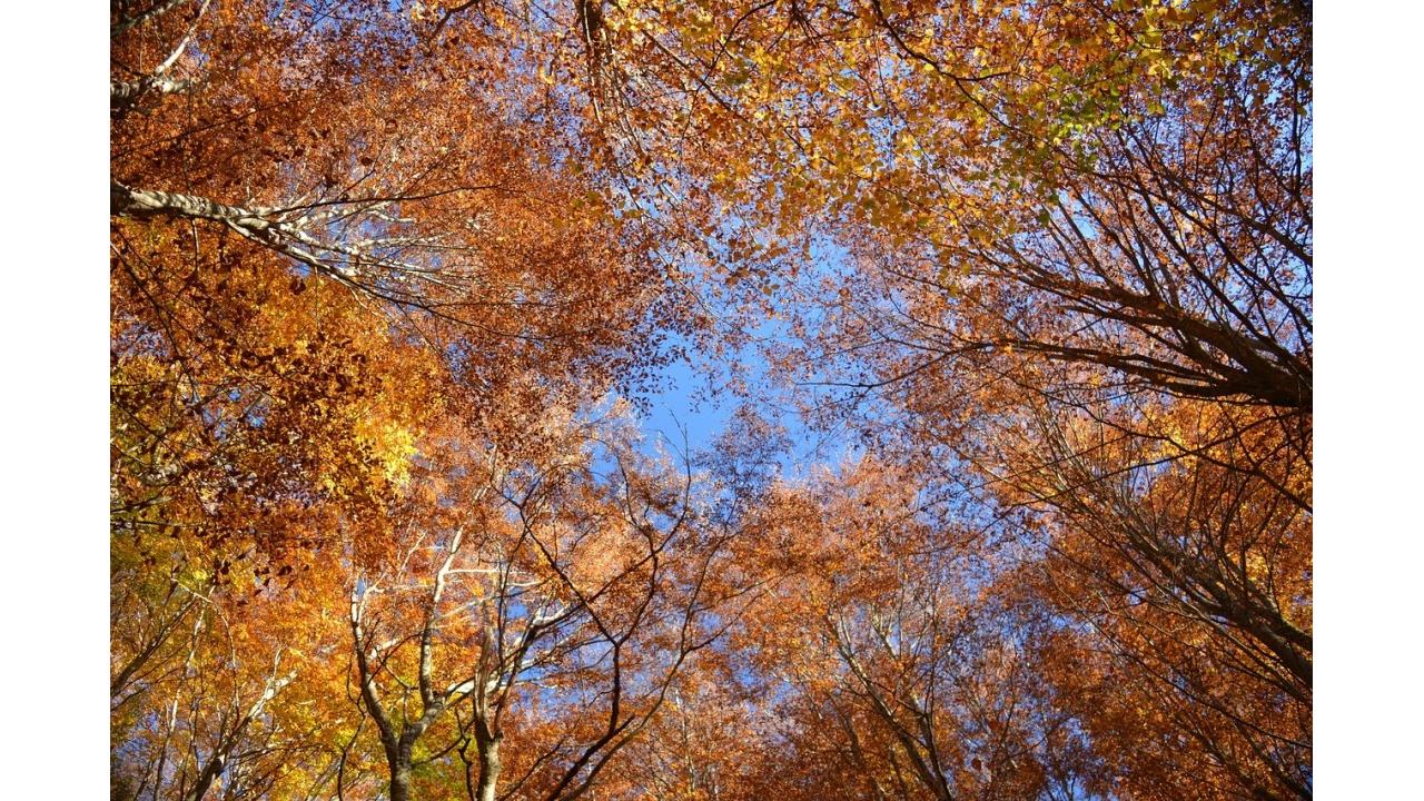 Foliage d’autunno: due weekend per vivere il fascino dei colori dell’Alta Val Brembana e dei suoi borghi