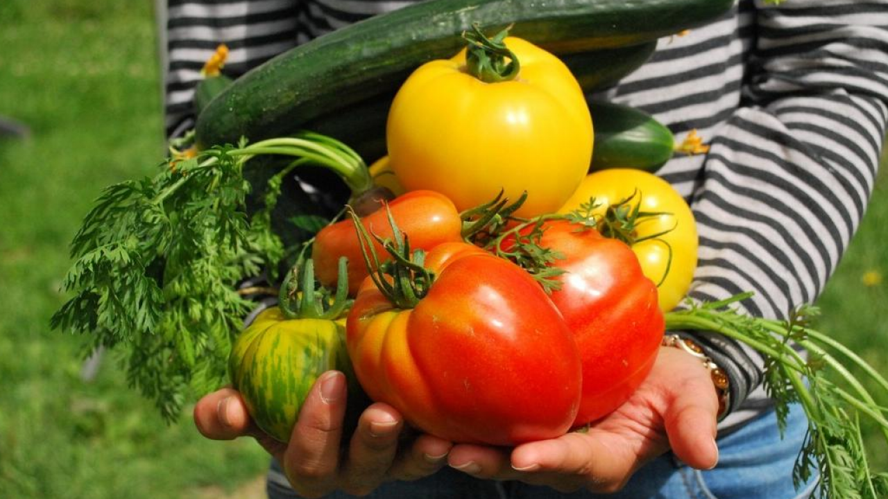 Festa degli Orti Slow Food: l’11 novembre appuntamento per 29.000 studenti e 400 attivisti in tutta Italia