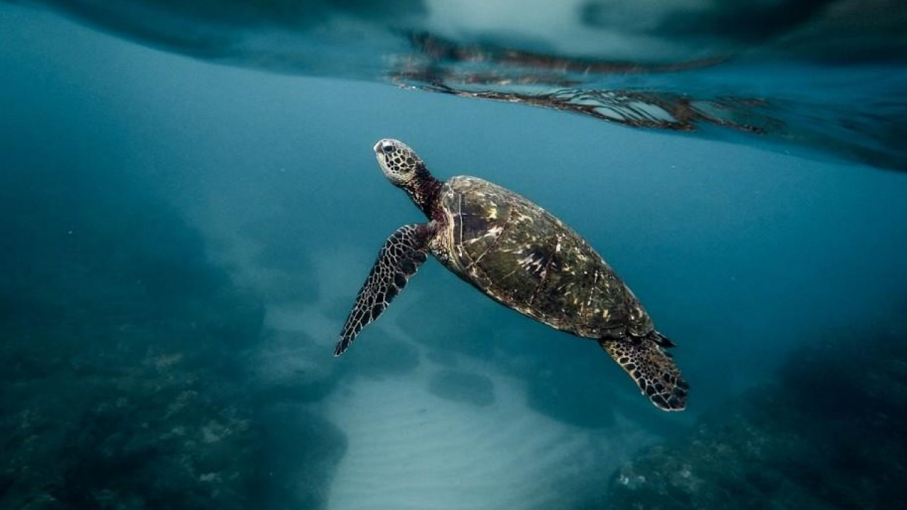 Si conclude la stagione delle nidificazioni di tartarughe marine in Liguria