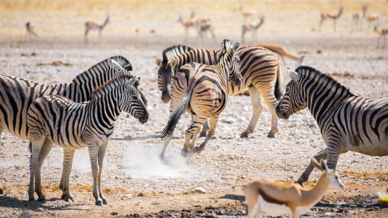 Giornata della zebra, WWF: ecco 6 curiosità da conoscere