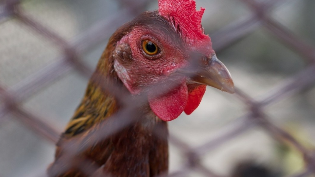 Le Isole Baleari vietano la costruzione di nuovi allevamenti intensivi di galline